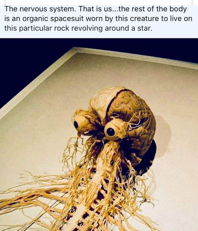 The Human Nervous System