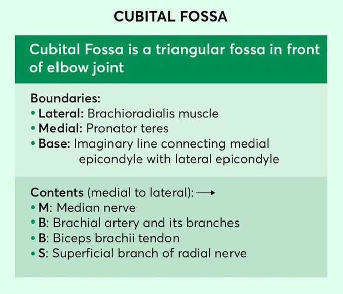 Cubital Fossa