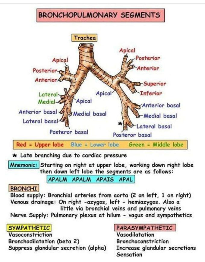 Bronchopulmonary segment