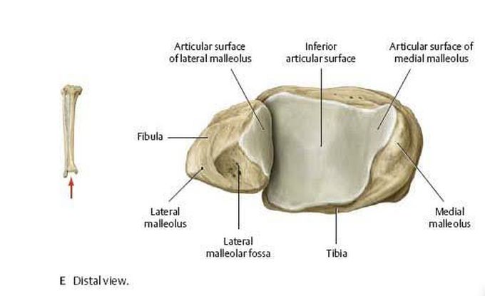 Tibial plafond anatomy