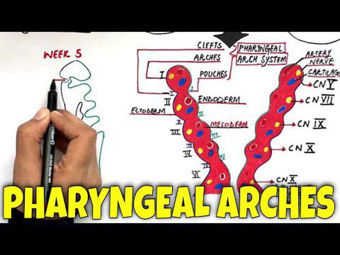 Components of pharyngeal arches