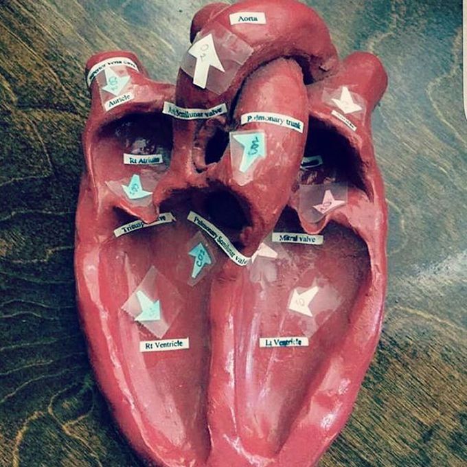 Labeled heart anatomy & physiology
