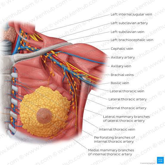 blood-supply-of-breast-medizzy