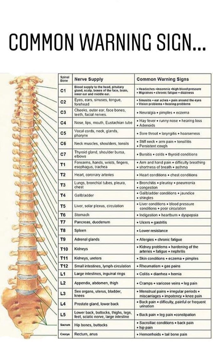 Spine
