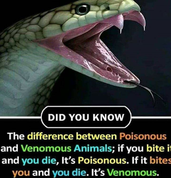 Snake facts!!
