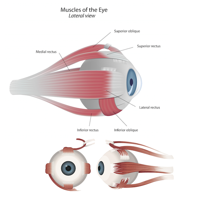 Muscles of eye.