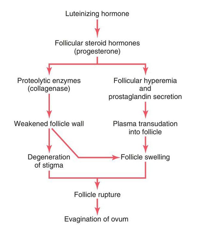 Ovulation