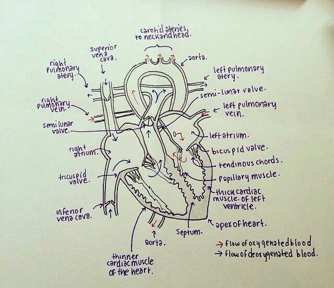 Blood Flow in Heart
