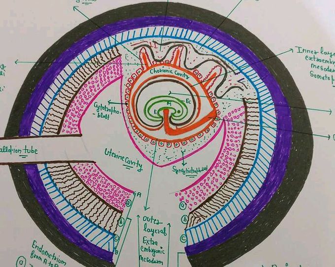 Reproduction  in humans