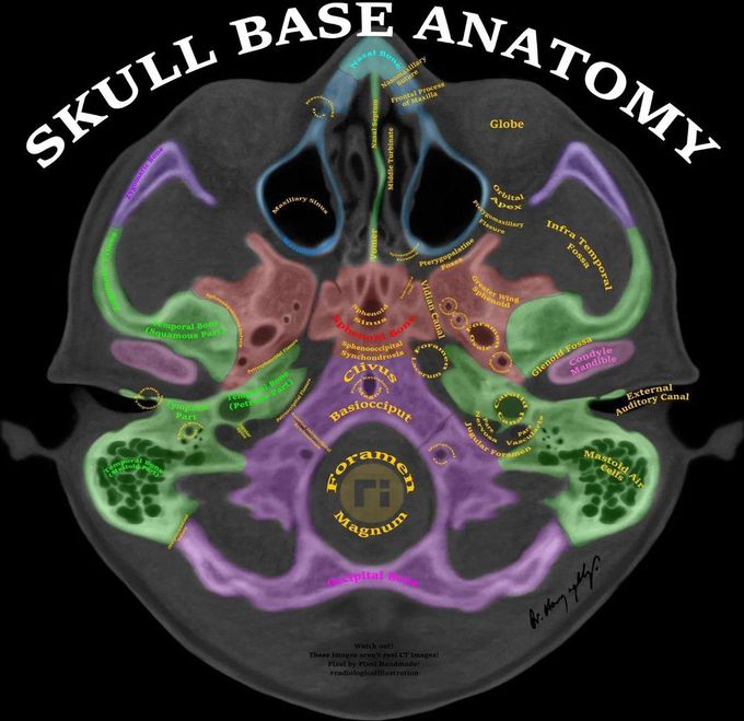 Skull Base Anatomy