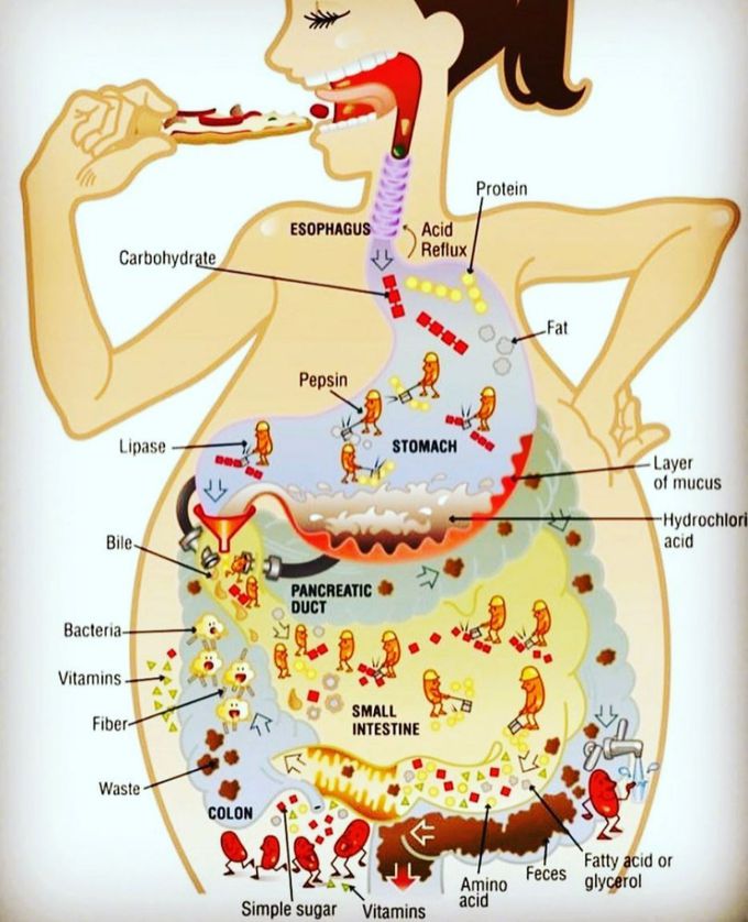 Food digestion