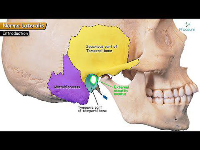 Norma Lateralis: 3D anatomy tutorial