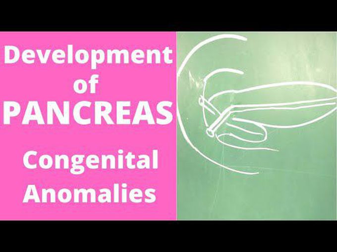 Pancreas-Embryology