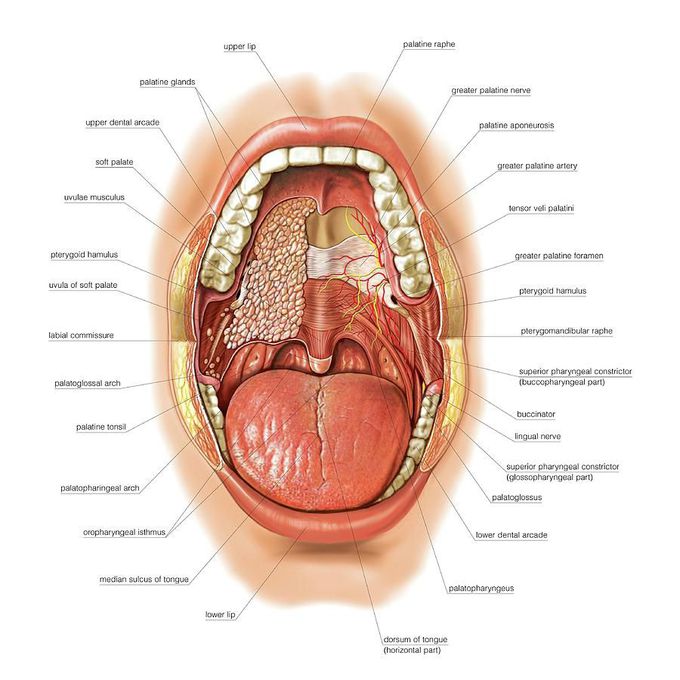 Anatomía buco dental