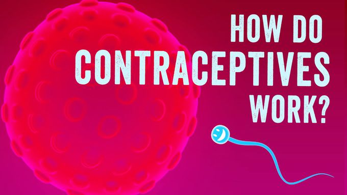 How do contraceptives work? - NWHunter