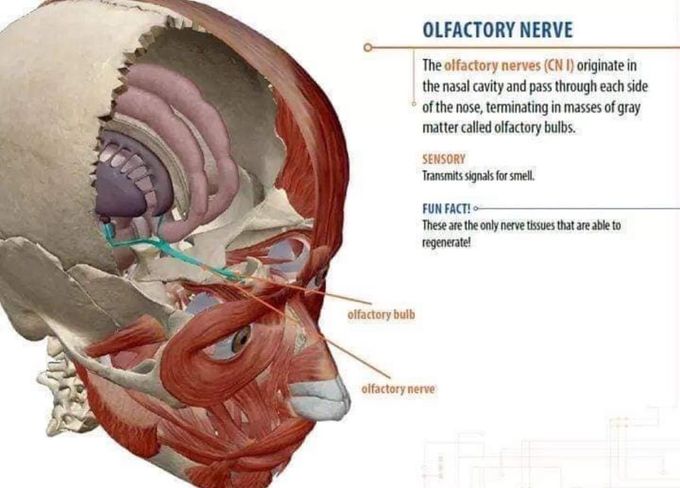 Olfactory Nerve