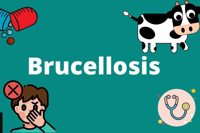 Treatment for Brucellosis