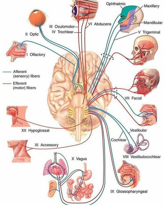The functions of human brain