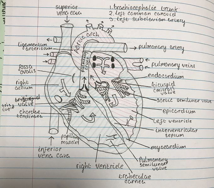 Heart diagram