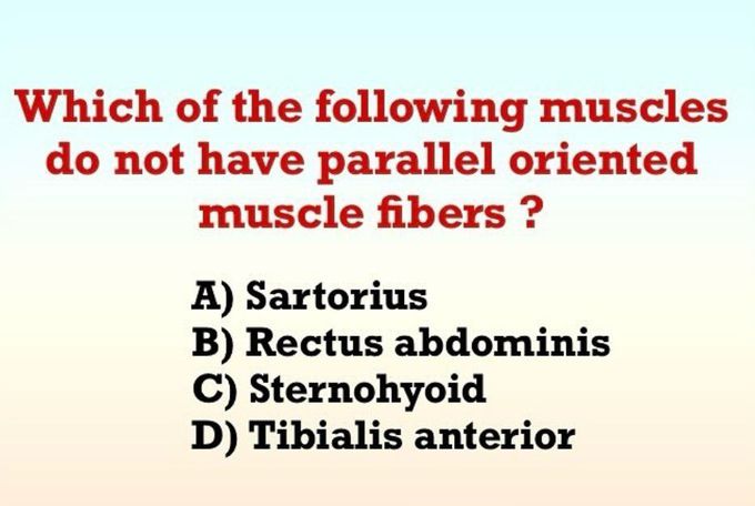 Identify the Muscles