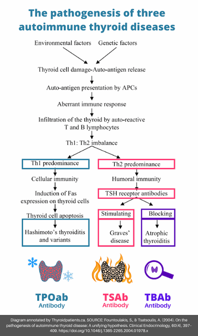 Pathogenesis of autoimmune thyroid diseases