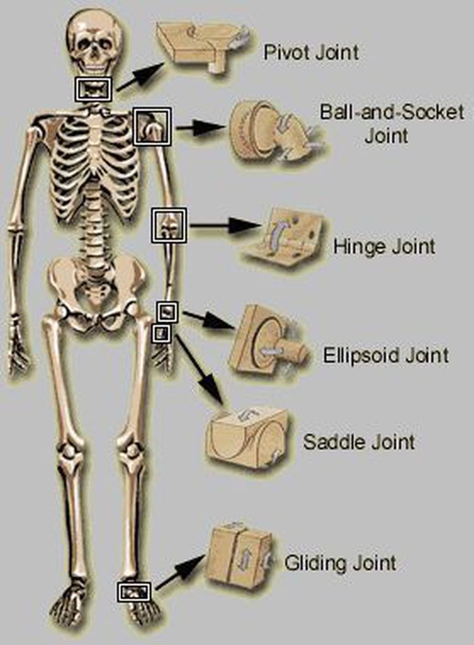 Human joint types