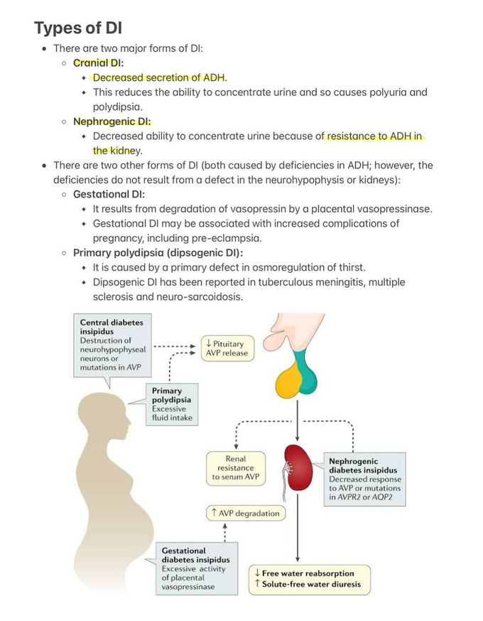 Diabetes Insipidus II