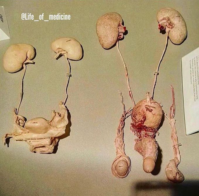 The human reproductive system of male and female!!!