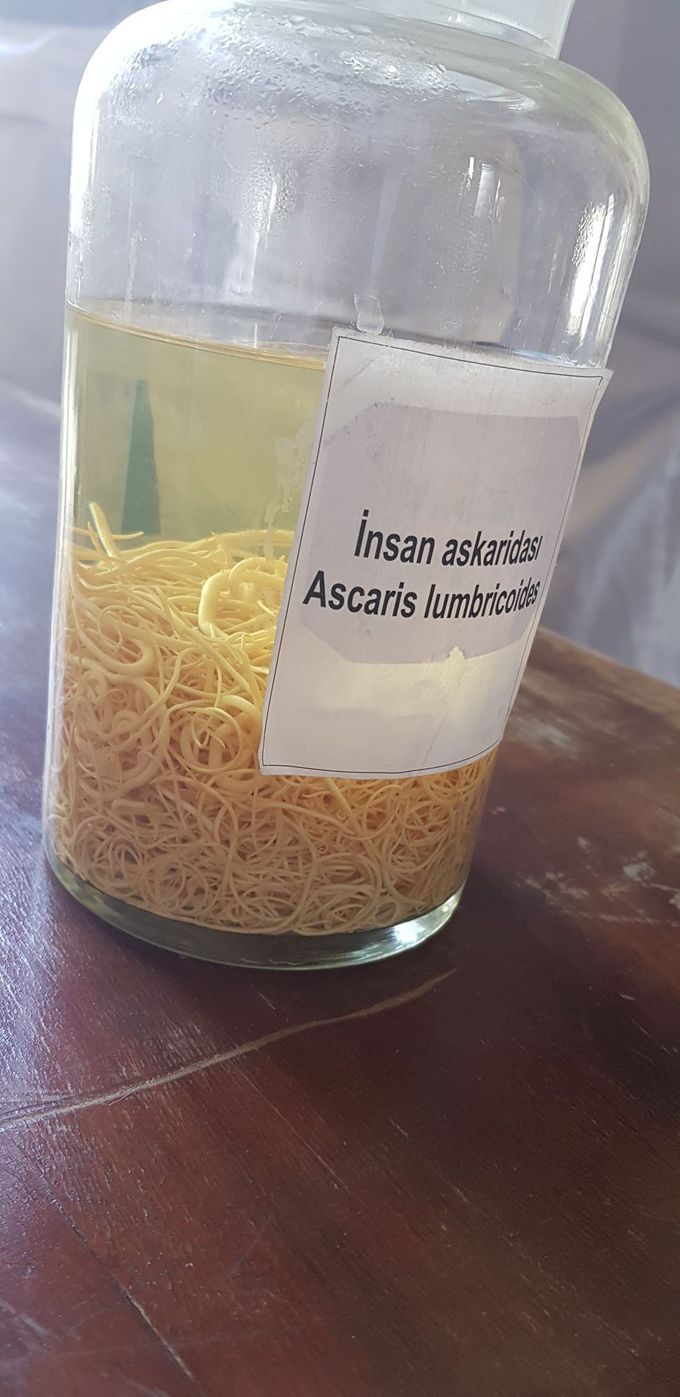 Ascaris Lumbricoides