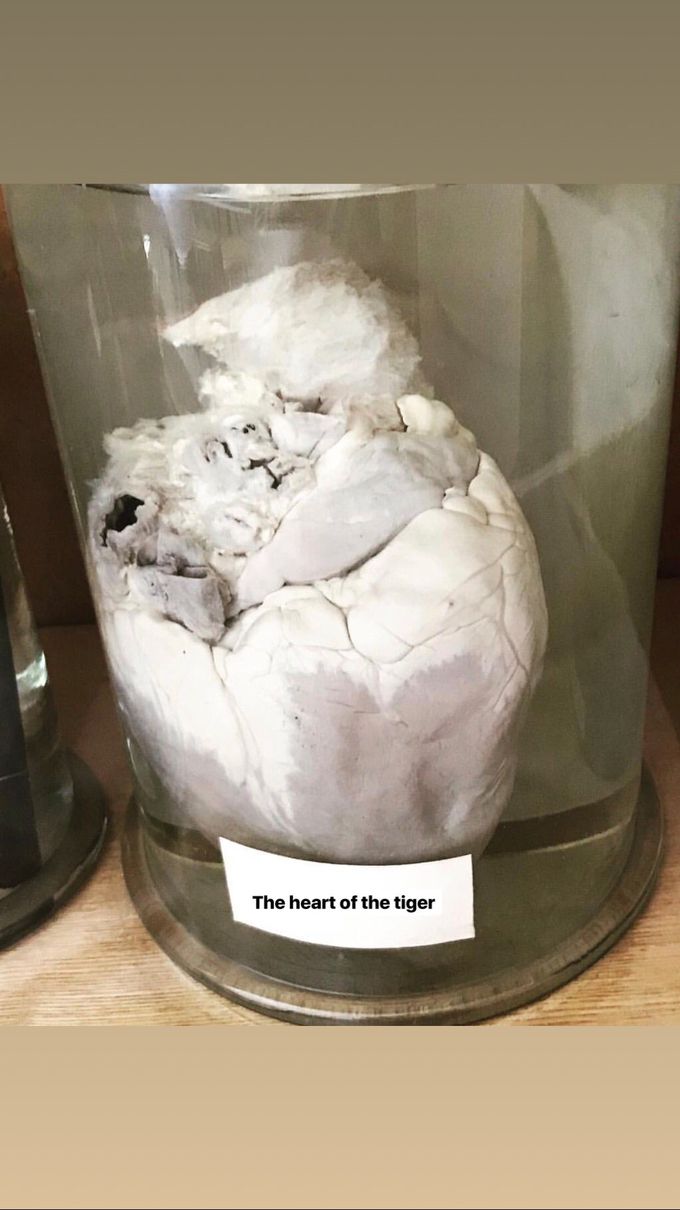 The heart of the tiger