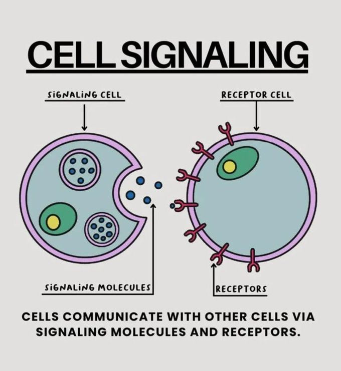 Cell Signaling