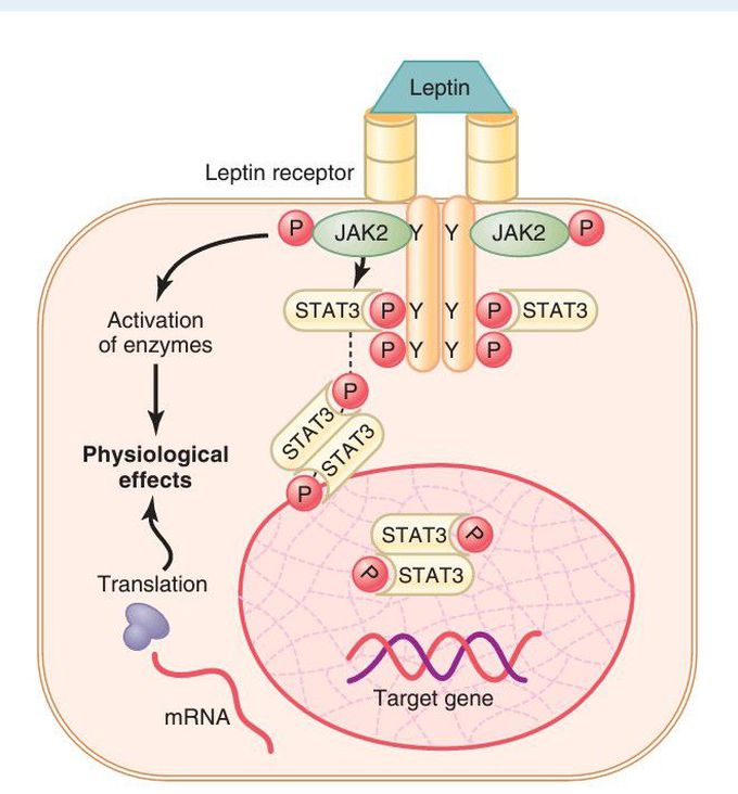 An enzyme-linked receptor—the leptin receptor.