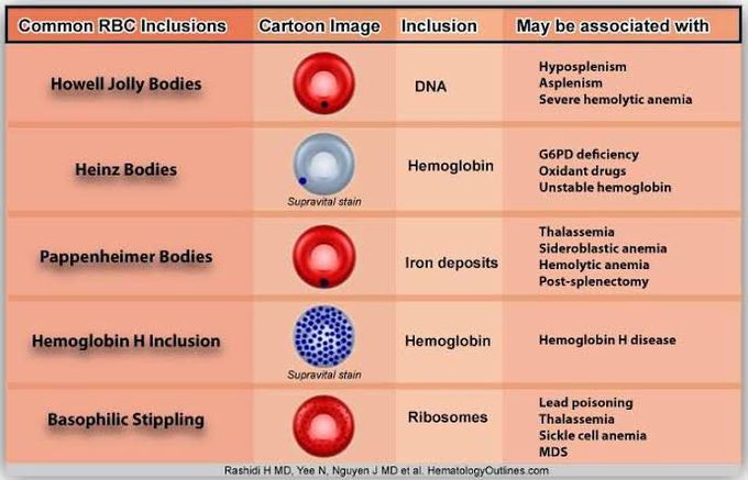 Common RBC inclusions