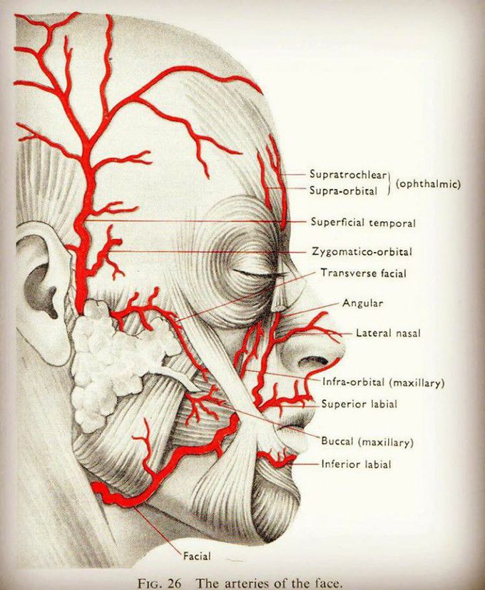 Anatomy : Arteries of Face