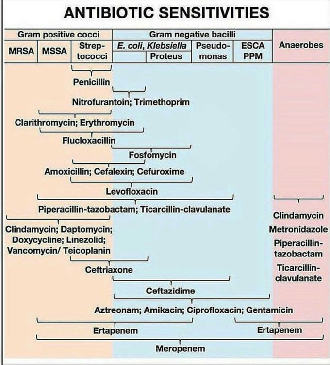 Common bacteria sensitivities