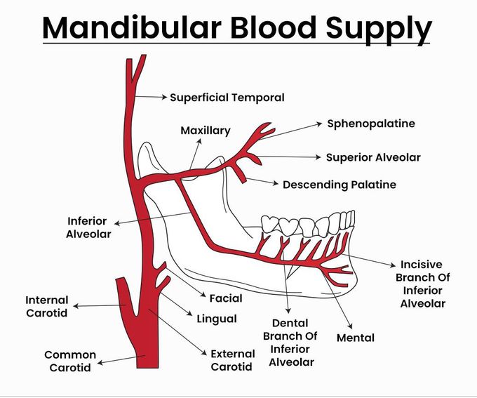 Mandibular Blood Supply