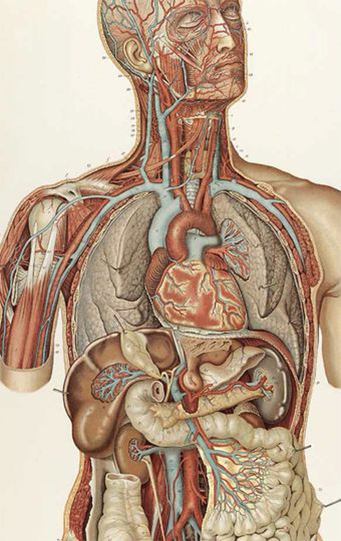 Topographic anatomy