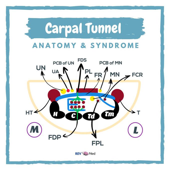 Carpal Tunnel Anatomy & Syndrome!