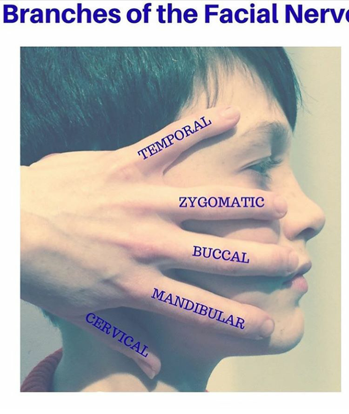 Branchesh of facial nerve