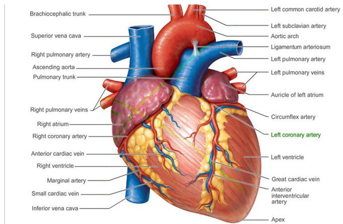 Heart Anatomy