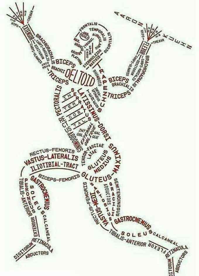 All muscles of our body