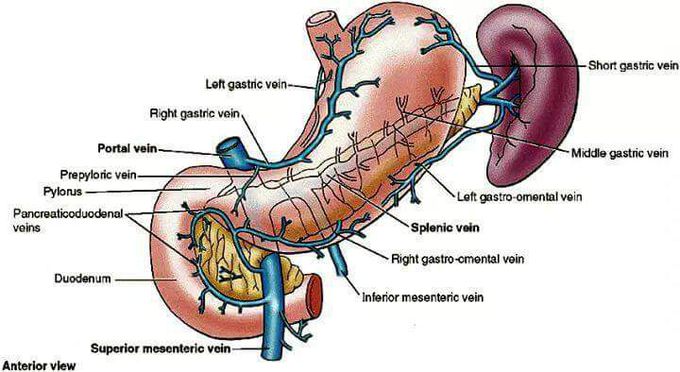 Venous drainage of stomach