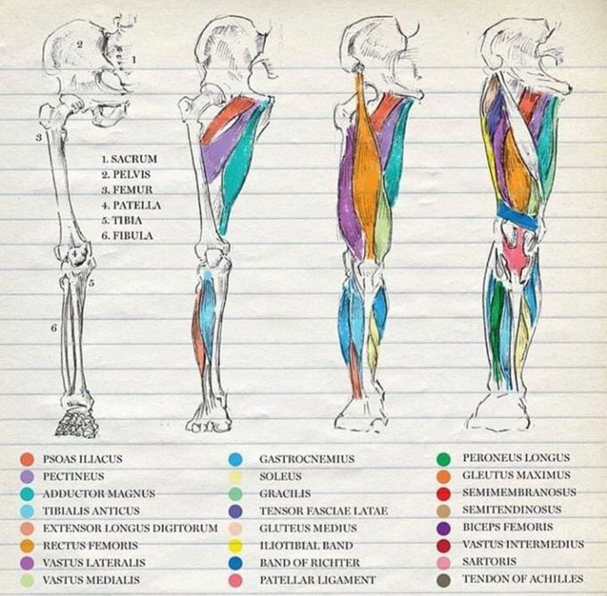 Muscle types