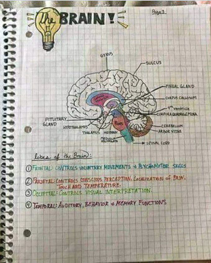 Brain