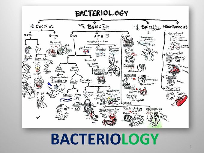 Bacteriology