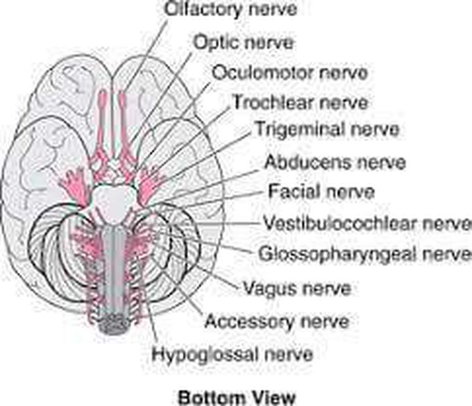 Nerves of the brain.