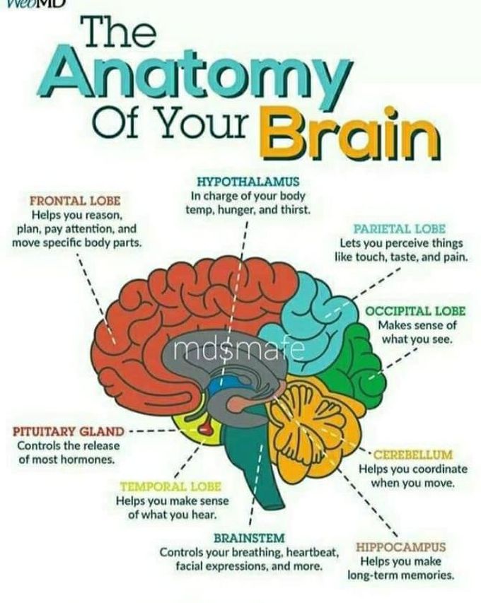 Antomay of your brain