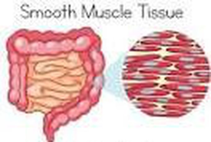 Smooth muscles