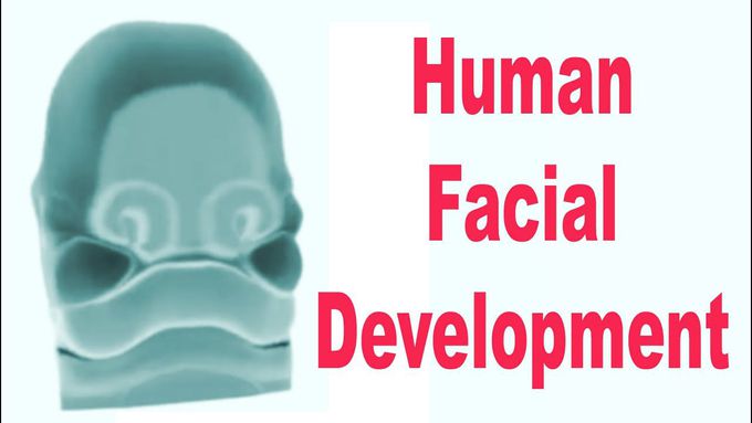 Human Facial Development in the Womb