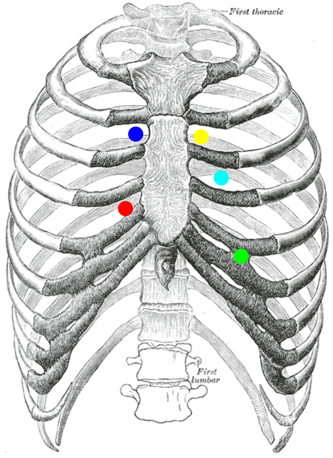 Cardiac Auscultation